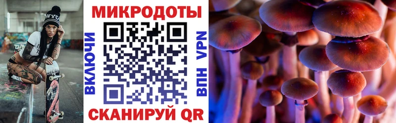 Галлюциногенные грибы Psilocybe Бугуруслан